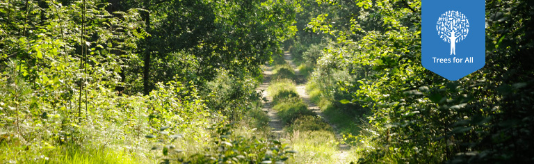 Nederlands zonnig bospad met het logo van Trees for all.