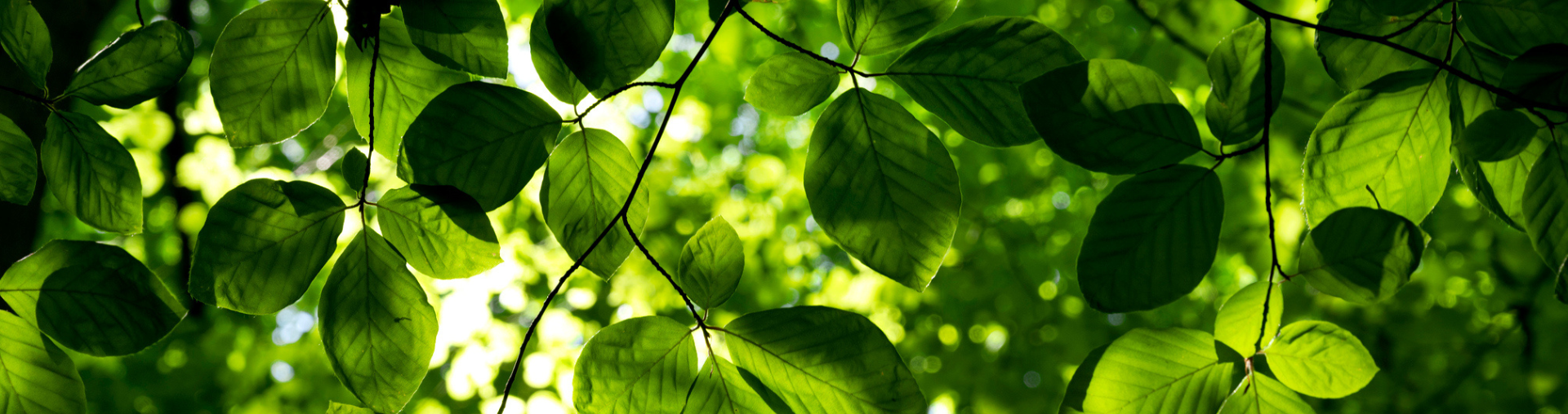 Certificering in Suriname