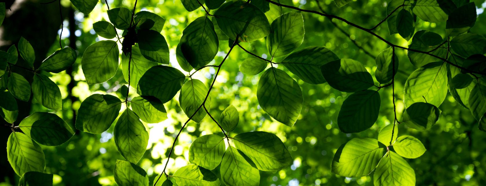 ISO 14001:2015 Requirements eLearning course