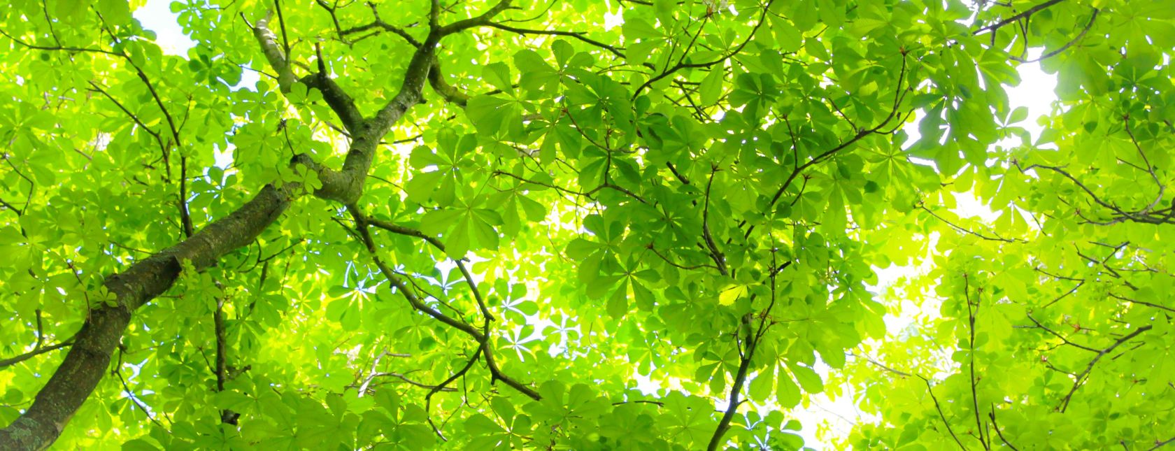 Glass-walled building reflecting trees lining