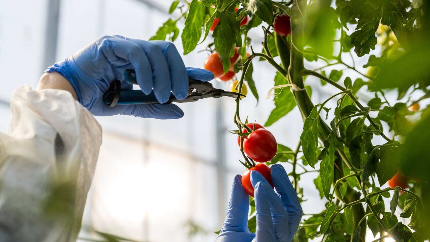 Close-up van handen die tomaten snijden