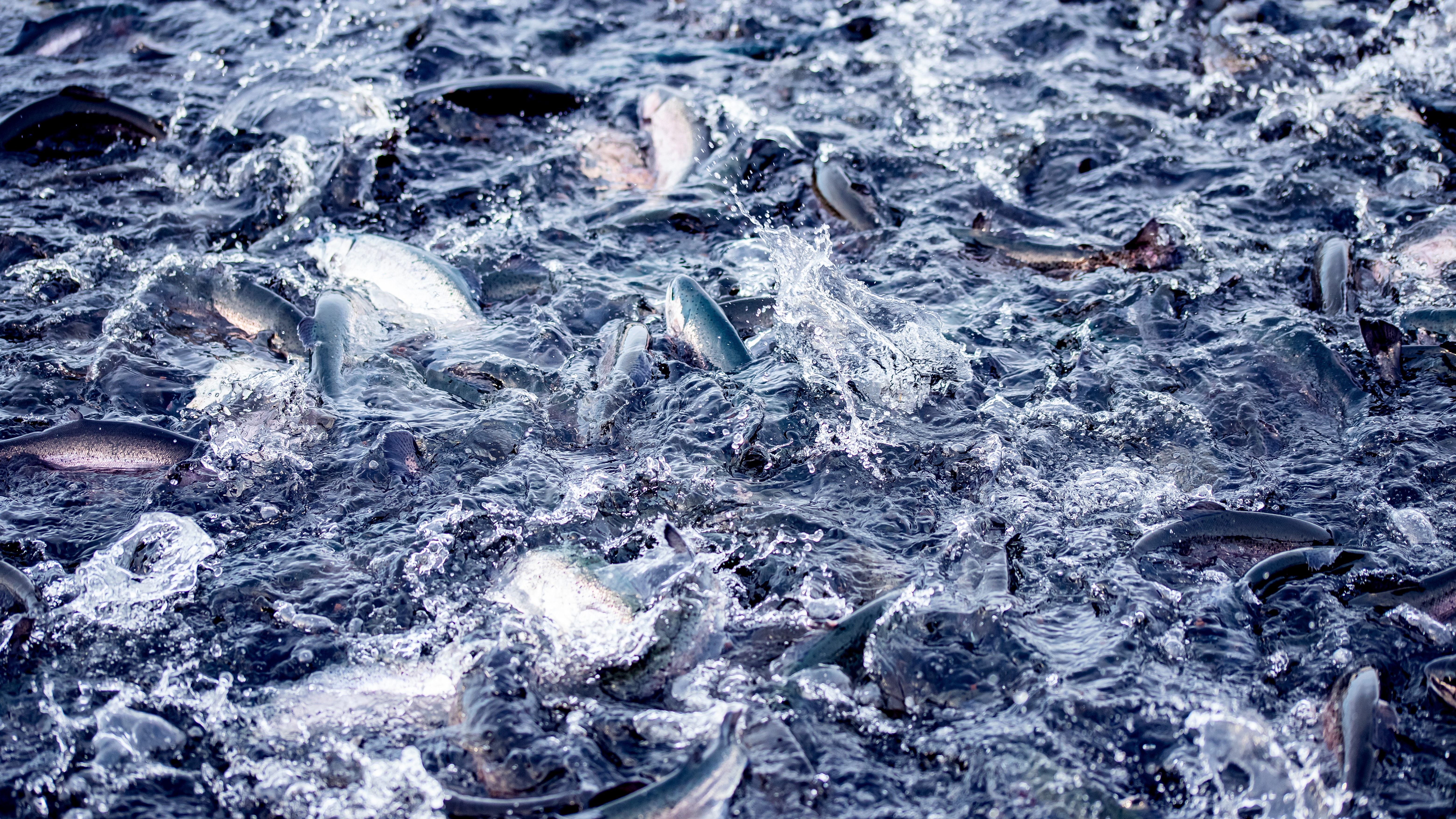 Garnalen zeevruchten