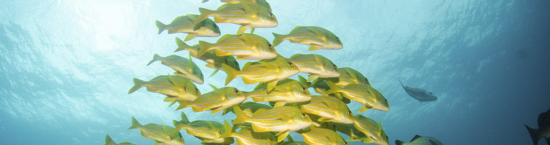 Duurzame Visserijen - DNV GL